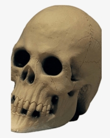 Rubber Prop Skull - Skull, HD Png Download, Free Download