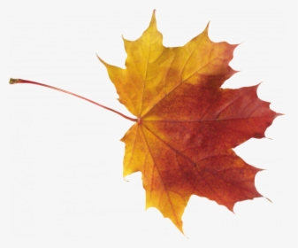 Best Free Autumn Leaves Png - Autumn Leaf Png, Transparent Png, Free Download