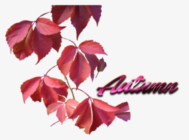 Autumn Leaves Png File - Pink Fall Leaves Png, Transparent Png, Free Download
