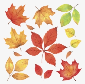 Transparent Red Leaves Png - Free Real Falling Autumn Leaves, Png Download, Free Download