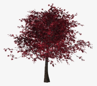 Tree, Autumn, Leaves, Red Leaves, Digital Art, Isolated - Tree With Red Leaves Png, Transparent Png, Free Download