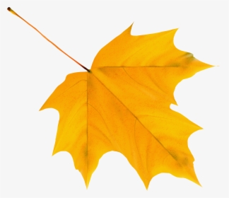 Autumn Leaves Clipart Red - Yellow Autumn Leaf Clipart, HD Png Download, Free Download