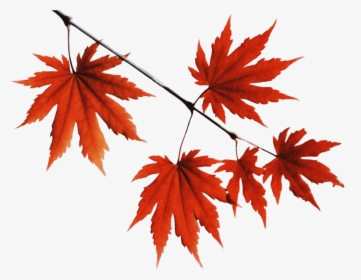 Transparent Red Leaf Png - Red Leaves Png, Png Download, Free Download