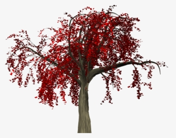 Tree, Leaves, Autumn, Fall, Branches, Isolated, Nature - Png Tree Autumn, Transparent Png, Free Download