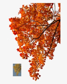 Transparent Autumn Leaves Background Clipart - Fall Tree Branch Png, Png Download, Free Download