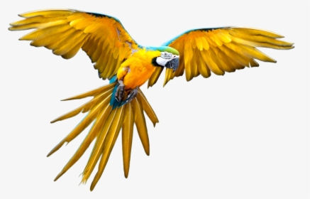 Liked Like Share - Transparent Flying Parrot Png, Png Download, Free Download