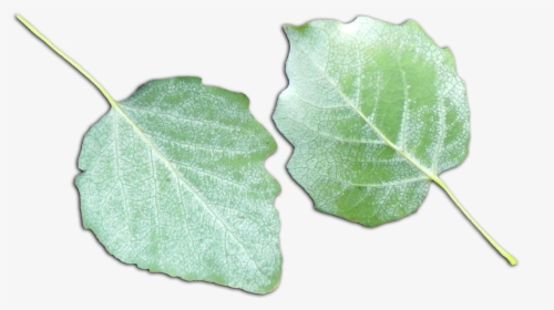 Populus Alba Scanned Leaves - Populus Alba Leaves, HD Png Download, Free Download