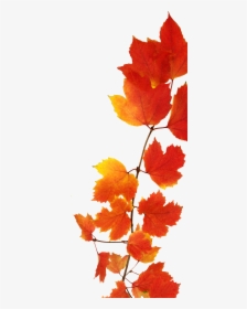 Fall Leaves Watercolor Png, Transparent Png, Free Download