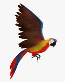 Animated Scarlet Macaw, HD Png Download, Free Download