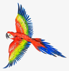 Decorative Traveling Macaw - Macaw, HD Png Download, Free Download