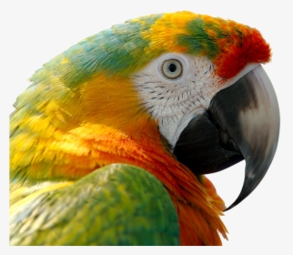 Transparent Guacamaya Png - Animals In Tropical Region, Png Download, Free Download