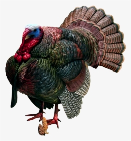 Turkey Bird Png - Turkey Transparent Background, Png Download, Free Download