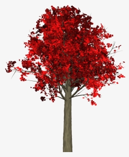 Tree, Leaves, Autumn, Fall, Branches, Isolated, Nature - Arboles De Hoja Caduca Roja En Otoño, HD Png Download, Free Download