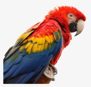 Macaws Png, Transparent Png, Free Download