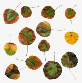 Autumn, Leaves, Autumn Leaves, Foliage, Red, Color - Autumn, HD Png Download, Free Download