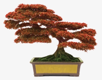 Bonsai With Red Leaves - Bonsai Png, Transparent Png, Free Download