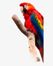 Scarlet Macaw White Background, HD Png Download, Free Download