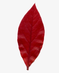 Smooth Sumac, HD Png Download, Free Download