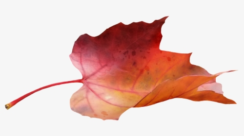 Transparent Blowing Fall Leaves Clipart - Fall Leaf Side View, HD Png Download, Free Download