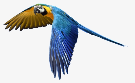 Free Photo Fly Flight Colorful Isolated Parrot - Transparent Background Flying Parrot Png, Png Download, Free Download