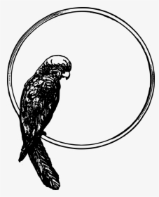 Parrot Frame - Bird In A Circle, HD Png Download, Free Download