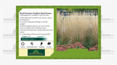 Transparent Ornamental Grass Png - Fall Fiesta Sugar Maple Leaf, Png Download, Free Download