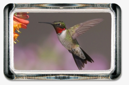 Ruby Throated Hummingbird, HD Png Download, Free Download