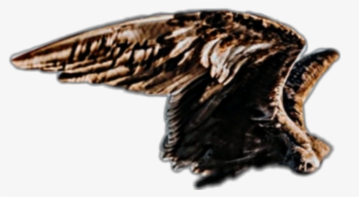 #wings #wing #bird #freedom #brown #flying #fly #birds - Eagle, HD Png Download, Free Download