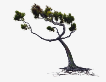 Windblown Owlkids Wind Blown Pine Tree Png Stock Photo - Tree Blowing In The Wind Png, Transparent Png, Free Download