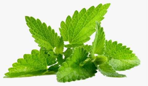 Mint Pudina, HD Png Download, Free Download