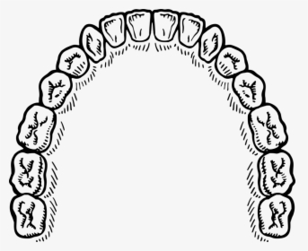 Line Art,circle,coloring Book - Mouth Of Teeth Vector, HD Png Download, Free Download