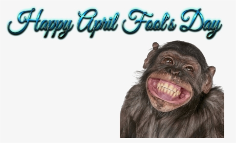 Free Png Download Happy Birthday Funny Smile Png Images - Birthday Wishes With Monkey, Transparent Png, Free Download