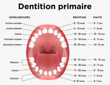 Baby Teeth, HD Png Download, Free Download