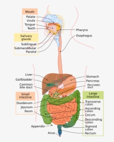 Digestive System Diagram En - Digestive System Diagram, HD Png Download, Free Download