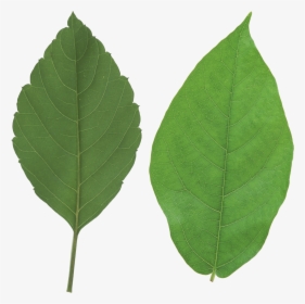 Green Leaves Png Image - Leaf Png, Transparent Png, Free Download