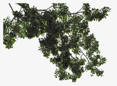 Tree Leaves Png Transparent Image - Tree Leaves Png, Png Download, Free Download