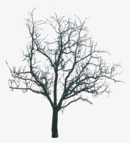Tree Without Leaves Png, Transparent Png, Free Download