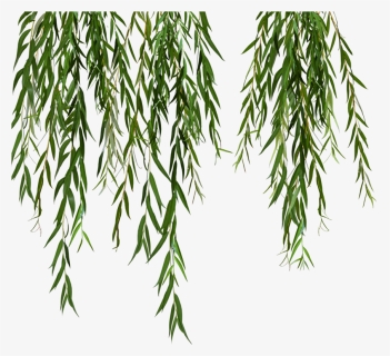 Willow Svg Black And White Stock - Weeping Willow Tree Png, Transparent Png, Free Download