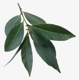Laurus Nobilis Leaves - Evergreen Laurel Tree Leaves, HD Png Download, Free Download