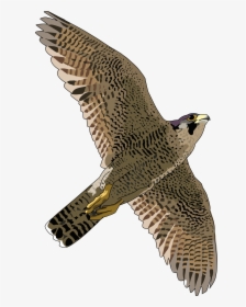 Falcon Png - Peregrine Falcon Transparent Background, Png Download, Free Download