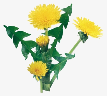 Dandelion Png Free Download - Dandelion Transparent Background, Png Download, Free Download