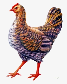 Chicken Clipart - Курица Рисунок Пнг, HD Png Download, Free Download