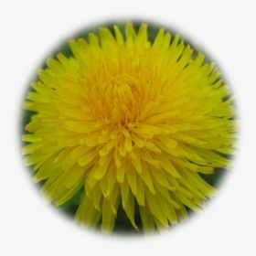 Dandelion, HD Png Download, Free Download