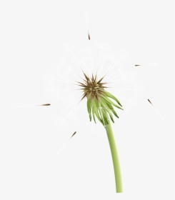 Dandelion Clipart Stem, HD Png Download, Free Download