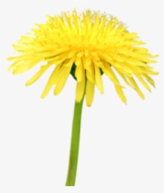 Dandelion Png Free Download - Flower Blue Sky, Transparent Png, Free Download