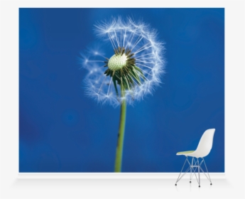 Dandelion, HD Png Download, Free Download