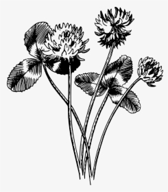 Transparent Clover Clipart - Black And White Leaf Clover, HD Png Download, Free Download