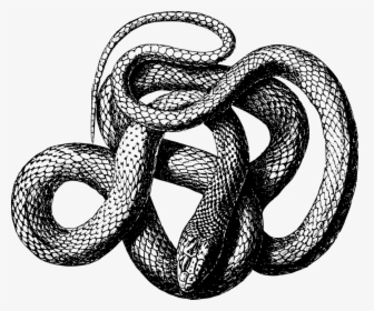 Transparent Rattlesnake Clipart Free - Snake Png Black And White, Png Download, Free Download