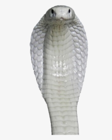 King Cobra,scaled Reptile,mamba,black Mamba - Transparent White Snake Png, Png Download, Free Download