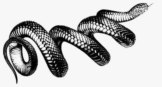 Snake Art Png - Transparent Background Snake Png, Png Download, Free Download